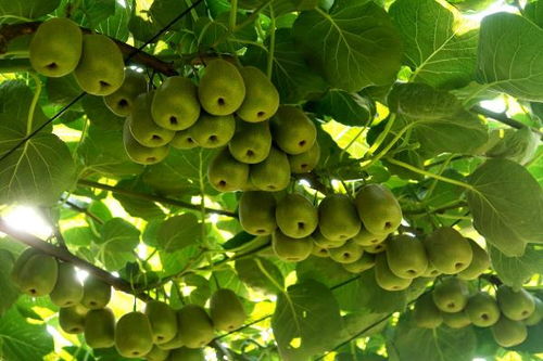萬盛 做強特色農(nóng)業(yè)，暢通“郵運通”，家禽家畜產(chǎn)業(yè)賦能鄉(xiāng)村振興