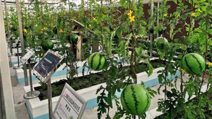 直掛云帆濟(jì)滄?！獮H坊國(guó)家農(nóng)業(yè)開(kāi)放發(fā)展綜合試驗(yàn)區(qū)創(chuàng)新賦能“三個(gè)模式”構(gòu)建農(nóng)業(yè)開(kāi)放發(fā)展新體系的家禽家畜實(shí)踐